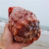 Beach Seashells Natural Conch Shell Nautical Decor Turbo Polished Display Shell Hermit Crab Collector(6.2~6.69inch) view 4