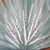 10- Center Cut Fusus Colus Seashells, White Seashells, Sailors Valentines, Seashell Ornaments, Seashell Flowers, CS-32 view 3
