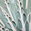 10- Center Cut Fusus Colus Seashells, White Seashells, Sailors Valentines, Seashell Ornaments, Seashell Flowers, CS-32 view 4