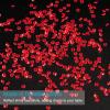 PATIKIL 10000 Pcs Wedding Table Scatter Confetti Crystals 4.5mm Acrylic Diamonds Vase Fillers Gems for Table Centerpiece Decorations Party Vase Beads, Dark Red view 3