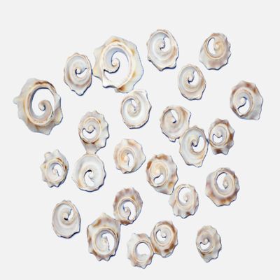 50-Atlantic Whelk Sliced Top Cut Seashells, Natural Tan and Cream, Craft Shells,Sailors Valentines,Seashell Jewelry Supply, CS-85