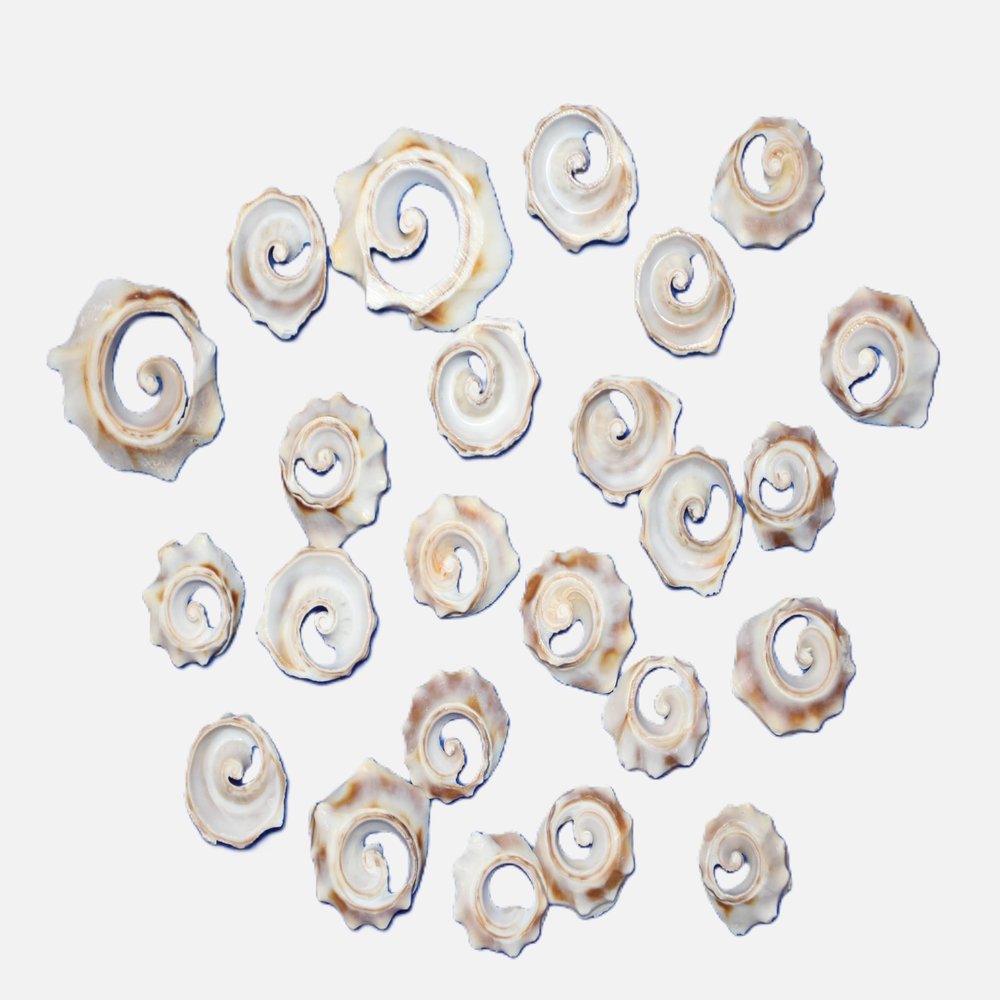 50-Atlantic Whelk Sliced Top Cut Seashells, Natural Tan and Cream, Craft Shells,Sailors Valentines,Seashell Jewelry Supply, CS-85