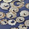 50-Atlantic Whelk Sliced Top Cut Seashells, Natural Tan and Cream, Craft Shells,Sailors Valentines,Seashell Jewelry Supply, CS-85 view 2