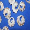 50-Atlantic Whelk Sliced Top Cut Seashells, Natural Tan and Cream, Craft Shells,Sailors Valentines,Seashell Jewelry Supply, CS-85 view 3