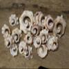 50-Atlantic Whelk Sliced Top Cut Seashells, Natural Tan and Cream, Craft Shells,Sailors Valentines,Seashell Jewelry Supply, CS-85 view 4