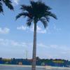 Simulated Coconut Tree Simulated Tree Scenic Palm Tree Tropical Beach Hawaii Artificial King Coconut Fiberglass Rainforest 1m view 3