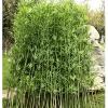 Patio Artificial Bamboo Plants Trees Privacy Fence Outdoor Indoor 3' 4' 5' 6' 6.5' ft Tall, Greenery Wall DIY Decor Fake Bamboo Silk Faux Tree with Leaves for Garden Screen Backyard Fencing(20 Bamboo, view 1