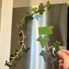 3D Printed Magnetic Ivy Faux Plant Fridge Magnet,20PCS Magnetic Vine Leaves,with Articulating Stems,Plant Magnets for Fridge,Morning Glory Climbing Ivy Decorative Refrigerator Magnets(Green) view 1