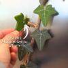 3D Printed Magnetic Ivy Faux Plant Fridge Magnet,20PCS Magnetic Vine Leaves,with Articulating Stems,Plant Magnets for Fridge,Morning Glory Climbing Ivy Decorative Refrigerator Magnets(Green) view 3