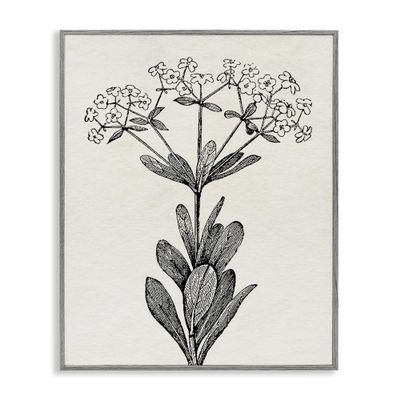 Stupell Industries Classic Cuts Botanicals Gray Framed Giclee Art design by Karen Smith, 20 x 16