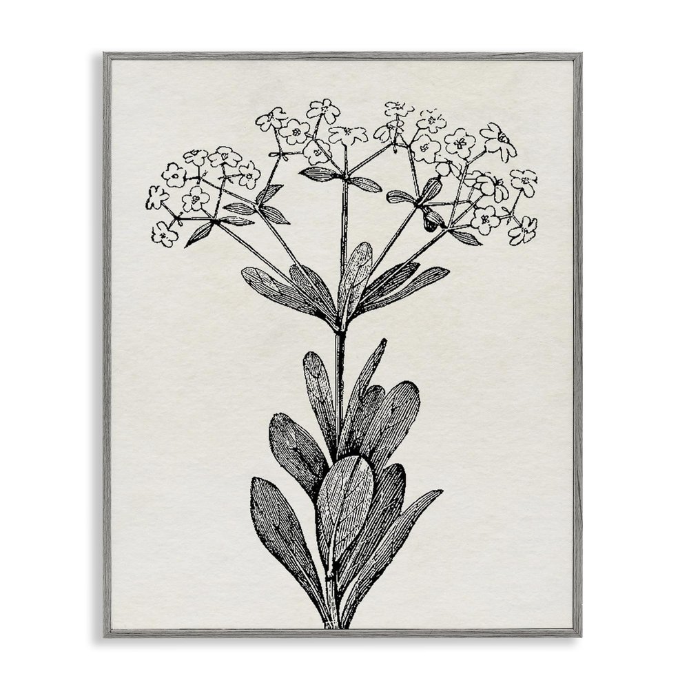 Stupell Industries Classic Cuts Botanicals Gray Framed Giclee Art design by Karen Smith, 20 x 16