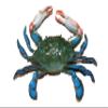 4 - Decorative Blue Crab Wall Decor, Poly-Resin, 6 Inch, 3D Realistic Design, Green and Blue with White and Red Accents, Indoor Mounting, CR-02 view 1