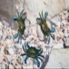 4 - Decorative Blue Crab Wall Decor, Poly-Resin, 6 Inch, 3D Realistic Design, Green and Blue with White and Red Accents, Indoor Mounting, CR-02 view 2