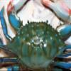 4 - Decorative Blue Crab Wall Decor, Poly-Resin, 6 Inch, 3D Realistic Design, Green and Blue with White and Red Accents, Indoor Mounting, CR-02 view 3