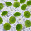 SUPERFINDINGS 50Pcs Artificial Lotus Leaf Floating Lily Pad Lotus Leaf Artificial Pond Plants Ornaments for Pool Aquarium Water Decoration Home Decoration 55x59x0.5~9mm view 4