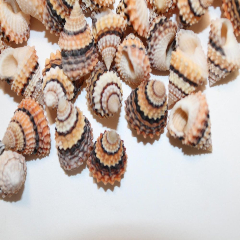 60 - Natural Tectarius Conronatus Seashells, Peach and White Craft Shells, 5/8 Inch, Matte Finish Sailors Vailentines,Beach Art Supply, SS-420