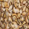 60 - Natural Tectarius Conronatus Seashells, Peach and White Craft Shells, 5/8 Inch, Matte Finish Sailors Vailentines,Beach Art Supply, SS-420 view 2