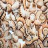 60 - Natural Tectarius Conronatus Seashells, Peach and White Craft Shells, 5/8 Inch, Matte Finish Sailors Vailentines,Beach Art Supply, SS-420 view 3