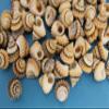60 - Natural Tectarius Conronatus Seashells, Peach and White Craft Shells, 5/8 Inch, Matte Finish Sailors Vailentines,Beach Art Supply, SS-420 view 4