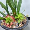 Urier Artificial Cactus Plants Outdoor,Mini Fake Succulents,Plastic Plant Mini Cactus Christmas Tree for Bathroom Decorations,Kitchen Bouquet Garden & Outdoor Home Dcor (2, Round) view 2