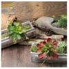 Urier Artificial Cactus Plants Outdoor,Mini Fake Succulents,Plastic Plant Mini Cactus Christmas Tree for Bathroom Decorations,Kitchen Bouquet Garden & Outdoor Home Dcor (2, Round) view 4