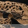 AIBU HOME Velvet Throw Pillow Covers 18x18'', New Upgrade Brown Cheetah Leopard Embroidered Pillows Cover, Decorative Pillow Cushion Cover for Sofa Bed Bedroom Living Room view 3