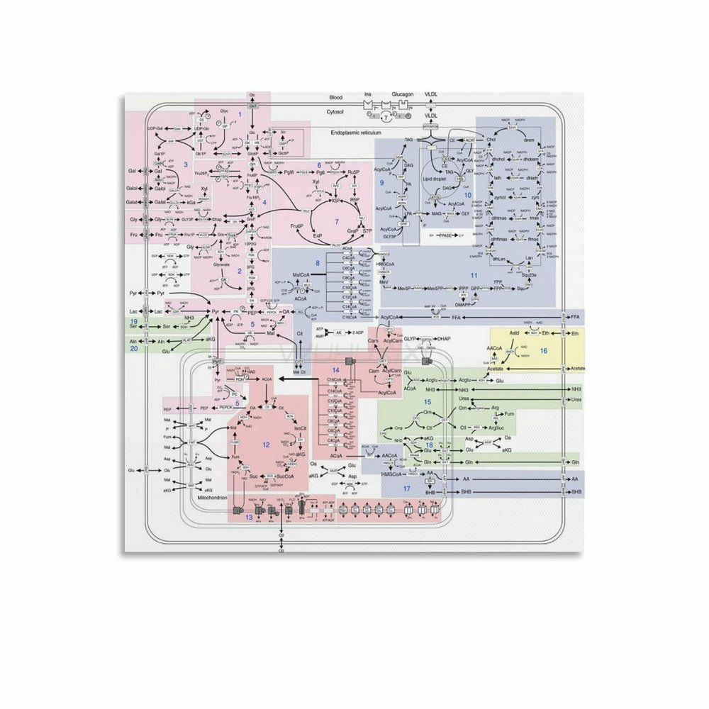 Biochemistry Metabolic Pathways Chart Educational Poster 1 Canvas Painting Wall Art Poster for Bedroom Living Room Decor 28x28inch(70x70cm) Unframe-style
