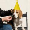 Zelphvt 8PCS Mini Birthday Hats for Stuffed Animals Dog Cat Party Hats with Pom Poms Cute Small Stuffed Animal Birthday Party Hat for Kittens Rabbits, Small Dogs view 4
