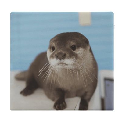 HEBVNJF Seat Cushion Memory Foam Office Chair Cushion Cute Otter Chair Pad for Soft Support Tailbone Pain Relief Sciatica