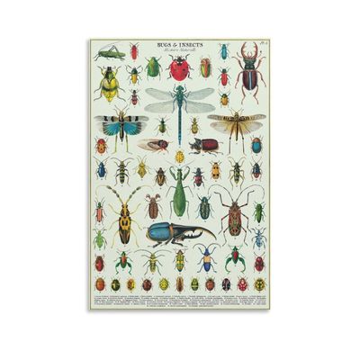 CYPGTBCK Vintage Types of Bugs Insects Poster Knowledge Education Wall Art Aesthetic Decorative Painting Living Roomstyle 16x24inch(40x60cm)