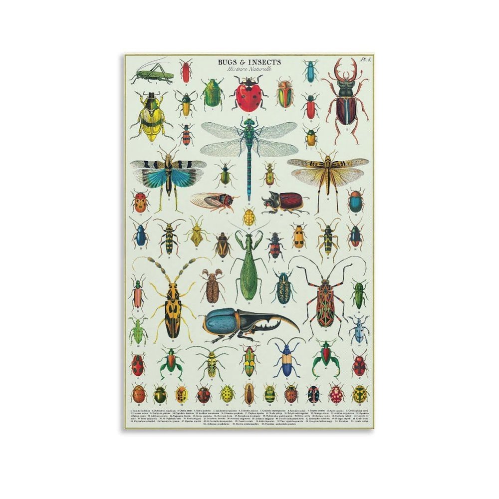 CYPGTBCK Vintage Types of Bugs Insects Poster Knowledge Education Wall Art Aesthetic Decorative Painting Living Roomstyle 16x24inch(40x60cm)