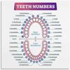 Understand Dental Charts - Teeth Numbering System Educational Canvas. Ideal Wall Art for Dental Studies, Clinic Reception & Contemporary Living Room Decor.(Unframed,12x18inch(30x45cm)) view 1