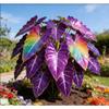 Elephant Ear Bulb for Lush Garden Display with Layered Foliage Effect view 1