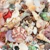 WEOXPR 200 Pcs Sea Shells Bulk Mixed Ocean Beach Seashells for Kids, Various Sizes Natural Sea Shell for Crafts, Home Decorations, Beach Theme Party, Wedding Decor, DIY Crafts, Crafting Shells view 1