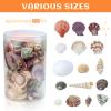 WEOXPR 200 Pcs Sea Shells Bulk Mixed Ocean Beach Seashells for Kids, Various Sizes Natural Sea Shell for Crafts, Home Decorations, Beach Theme Party, Wedding Decor, DIY Crafts, Crafting Shells view 2