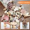 WEOXPR 200 Pcs Sea Shells Bulk Mixed Ocean Beach Seashells for Kids, Various Sizes Natural Sea Shell for Crafts, Home Decorations, Beach Theme Party, Wedding Decor, DIY Crafts, Crafting Shells view 3