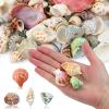 WEOXPR 200 Pcs Sea Shells Bulk Mixed Ocean Beach Seashells for Kids, Various Sizes Natural Sea Shell for Crafts, Home Decorations, Beach Theme Party, Wedding Decor, DIY Crafts, Crafting Shells view 4