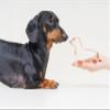 Dachshund Cookie Cutter 5.5 Inch Handcrafted in USA by The Fussy Pup view 4