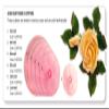 JEM Easy Rose Fondant Cutter, for Cake Decorating, 2-inch view 2
