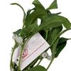 Floristrywarehouse Artificial Silk Mistletoe Bunch 14 inch Kissing Plant view 2
