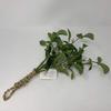 Floristrywarehouse Artificial Silk Mistletoe Bunch 14 inch Kissing Plant view 3