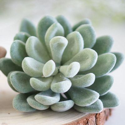 Neomark Tyoungg 4 Pack Flocked Green Artificial Succulent Cactus Plants Echeveria Unpotted Long Stem for Wreath Making Wedding Bouquet Making 3.33Wide x 5Tall
