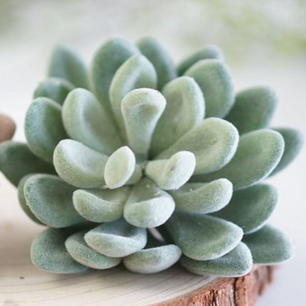 Neomark Tyoungg 4 Pack Flocked Green Artificial Succulent Cactus Plants Echeveria Unpotted Long Stem for Wreath Making Wedding Bouquet Making 3.33Wide x 5Tall