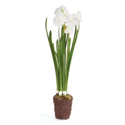 Napa Home & Garden Conservatory Paperwhite Drop-in 17-INCH