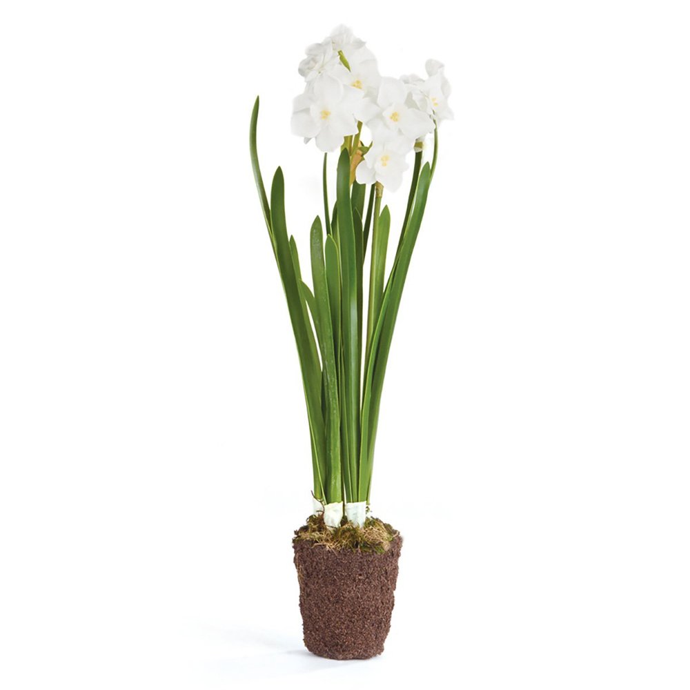 Napa Home & Garden Conservatory Paperwhite Drop-in 17-INCH