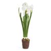 Napa Home & Garden Conservatory Paperwhite Drop-in 17-INCH view 1