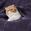 Bedsure GentleSoft Purple Fleece Blankets King Size - Bed Blanket Soft Lightweight Plush Cozy Fuzzy Luxury Microfiber, 108x90 inches view 2