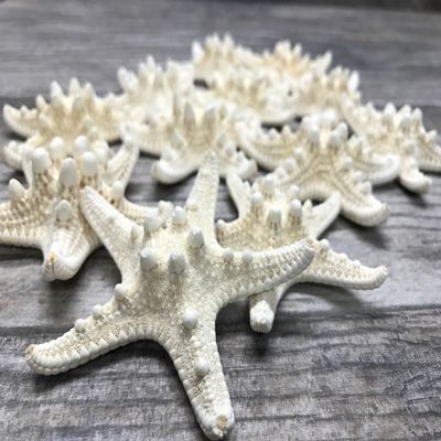 Real Starfish | 12 Real White Knobby Starfish 2" to 3 1/2" | Plus Free Nautical eBook by Joseph Rains