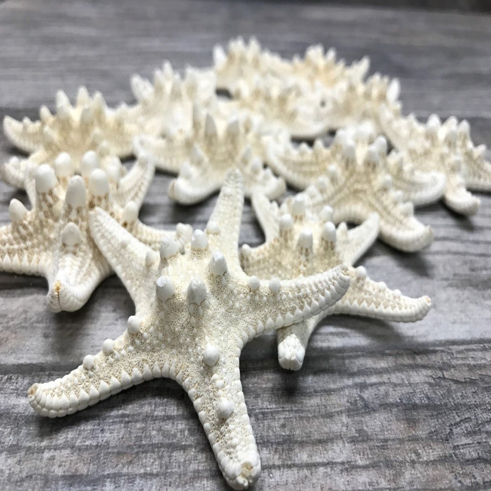Real Starfish | 12 Real White Knobby Starfish 2" to 3 1/2" | Plus Free Nautical eBook by Joseph Rains