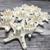 Real Starfish | 12 Real White Knobby Starfish 2" to 3 1/2" | Plus Free Nautical eBook by Joseph Rains view 1